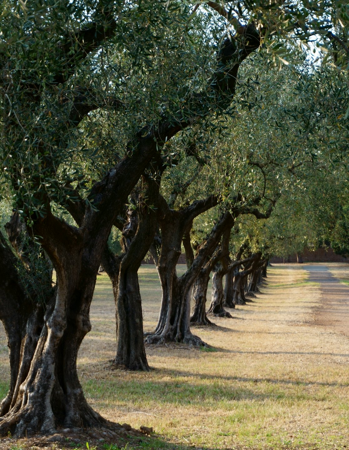 Dettaglio di Casa Barbagianni