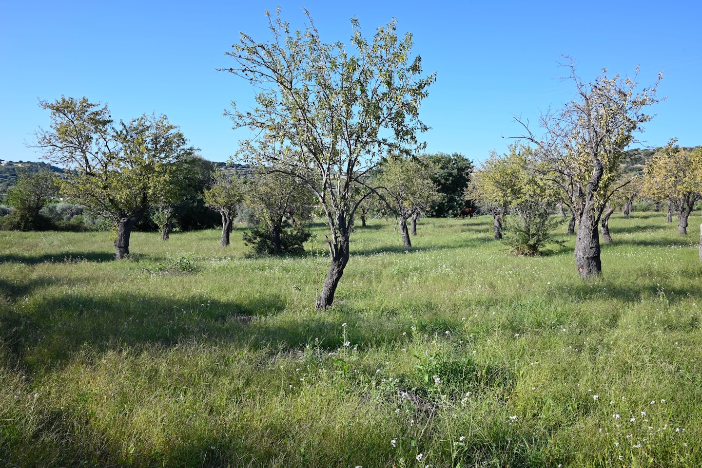 Atmosfera esterna di Casa Barbagianni